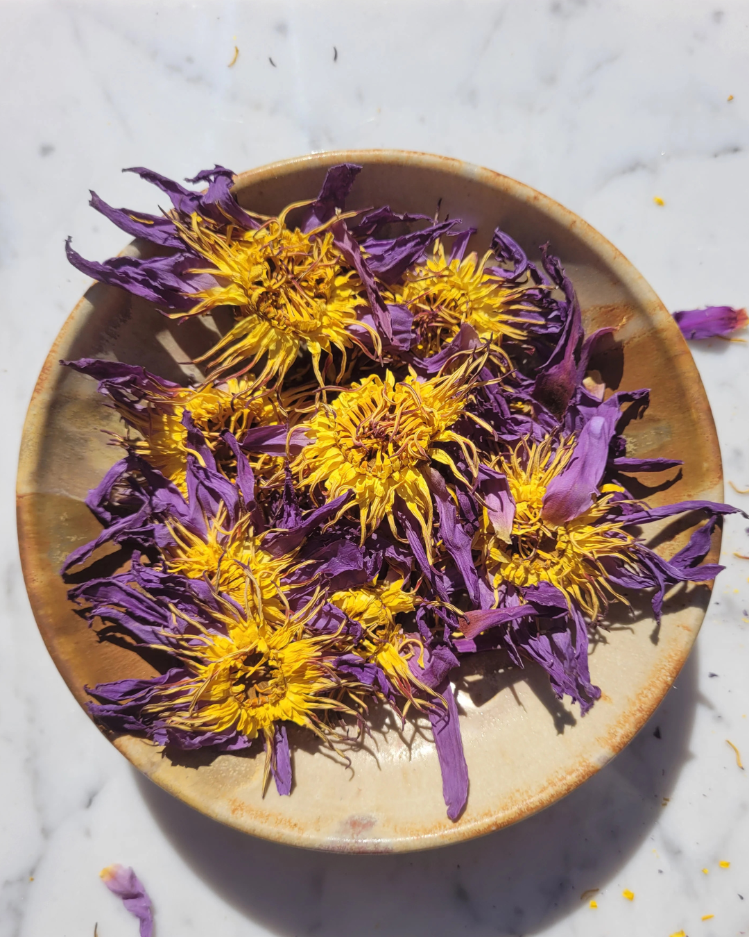 Herb Spotlight: Blue Lotus and Its History