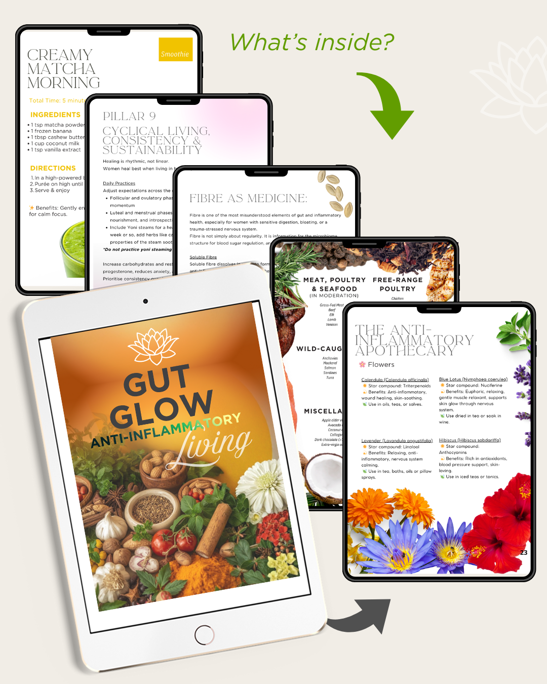 THE ULTIMATE GUT UPGRADE COLLECTION - The Foundational Root for Body & Magnestism